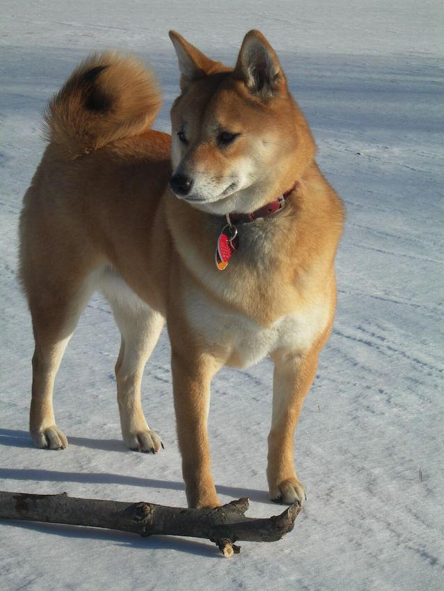 Cat & Dog Products Healthy Treats Pet Toys Pet Care Westchester