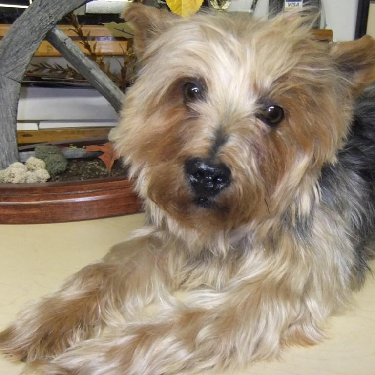 Pet Taxidermist NJ, Cat & Dog Taxidermy, Pet Preservation Buck Shot