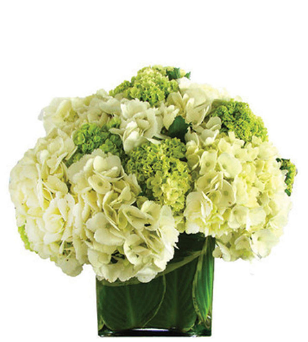 Green and White Hydrangea